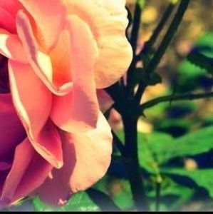 Meet your Posher, Meg